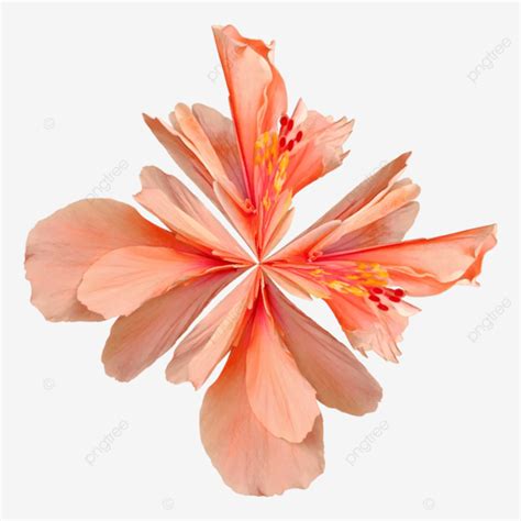 Fresh Watercolor Hibiscus Flowers Pink Images Hibiscus Flower