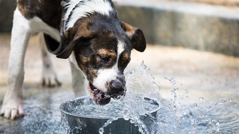 Polidipsia En Perros Qu Es Y Por Qu Se Genera