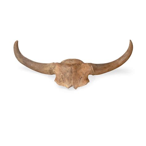 Bonhams : Large Ice Age Bison Skull Cap with Horns