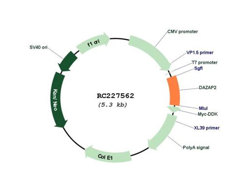 Dazap Nm Human Tagged Orf Clone Scientist