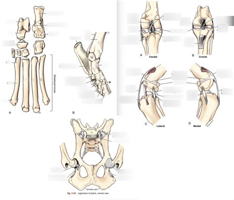 Tarsus Osteology And Joints Diagram Quizlet