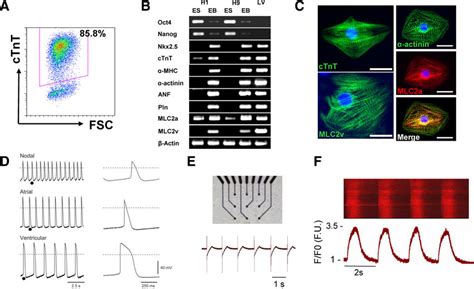 Basic Characterization Of Human Pluripotent Stem Cell Derived