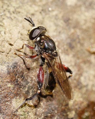 Chalcosyrphus Elongatus Inaturalist