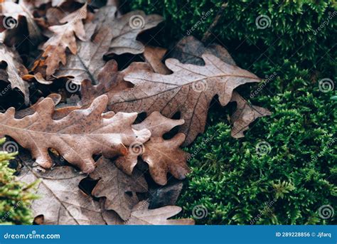 Autumnal Background. Fallen Oak Leaves in Autumn Stock Photo - Image of autumn, environment ...