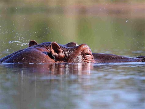 Capturing Spring in Kruger National Park: Photography Tips