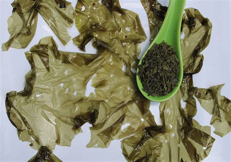 5 Sea Lettuce Facts About Nutrition And Quality