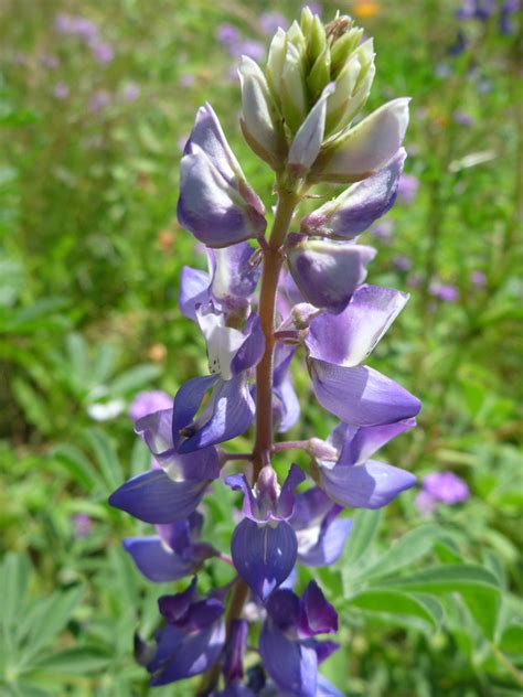 Purple flowers - photos of Lupinus Succulentus, Fabaceae