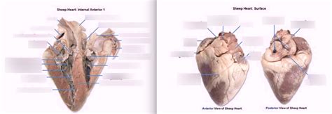 Dissection Review Sheeps Heart Diagram Quizlet