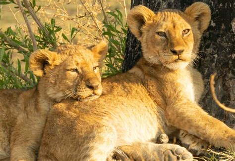 African Lion Cubs With Mother