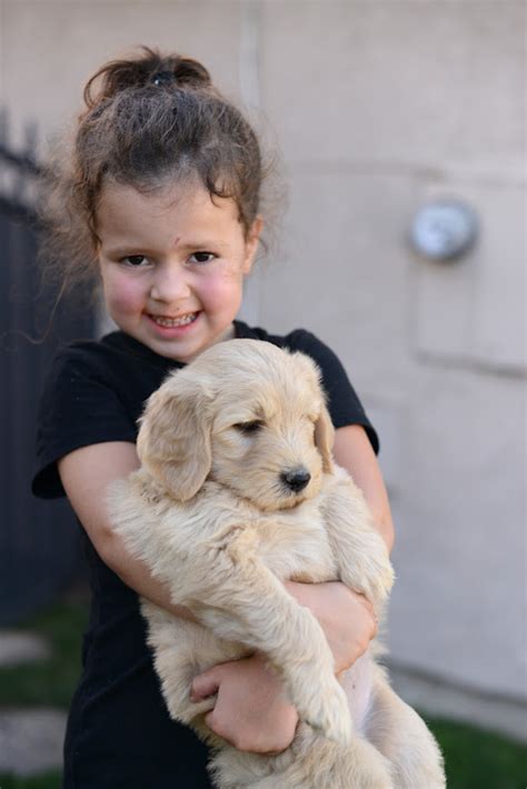 Faithful Doodles Zoeys 6 Week Old F1b English Goldendoodles Los