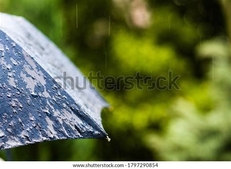 Rain Falling On Umbrella Weather Forcast Stock Photo 1797290854