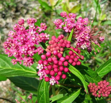 Rose Swamp Milkweed Seeds Perennial Native Canadian Flower Asclepias