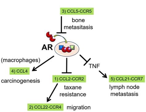 Androgen receptor (AR) and C-C motif ligand (CCL)-receptor (CCR) axes.... | Download Scientific ...