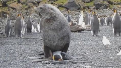 León Marino Antártico Intentando Copular Con Un Pingüino Rey En La Isla Marion