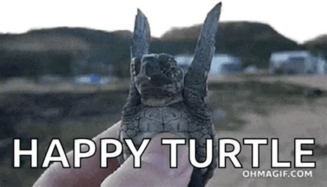 Turtle Flyingturtle GIF - Turtle Flyingturtle Happy - Discover & Share GIFs