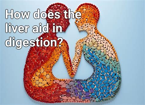 How Does The Liver Aid In Digestion Lifeextensiongovcapital