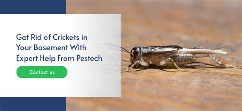 Crickets in the Basement: What To Do | Pestech