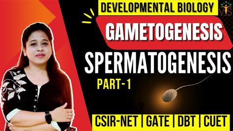 Spermatogenesis CSIR NET Part 1 Gametogenesis Developmental Biology