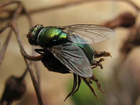 Hairy Maggot Blowfly Insects And Arachnids Of Coronado National