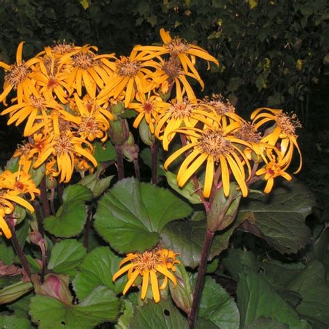 Купить Бузульник зубчатый Desdemona - Бузульник - GardenPlants