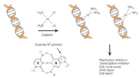 Cisplatin R En Medicinare Se