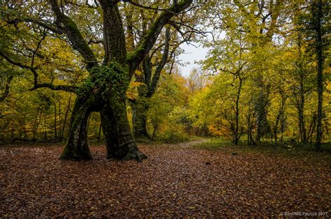 El Bosque De Los Robles Milenarios De Danbulintxulo Fotohiking