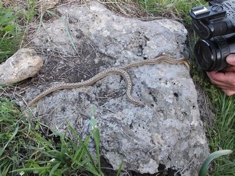 Hovhannes Hakobyan Safety Coexisting With The Snakes Of Armenia The