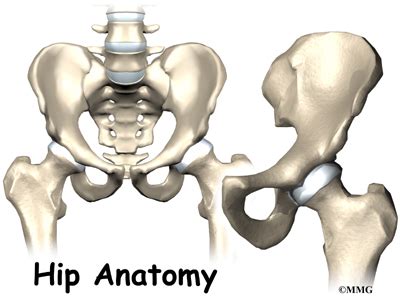 Hip Anatomy - Orthopedic Surgery, Algonquin, IL, Barrington, IL, Elgin ...