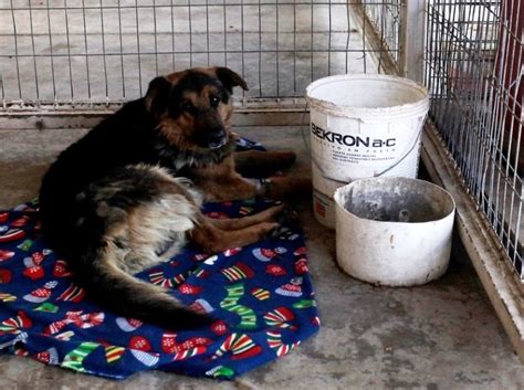 Realizar N Nueva Jornada De Adopci N De Perros Del Canil De Calama