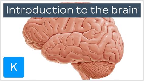 Cerebral Cortex Histology Labeled