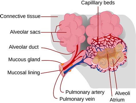 Which Part Of The Diagram Shows Alveoli