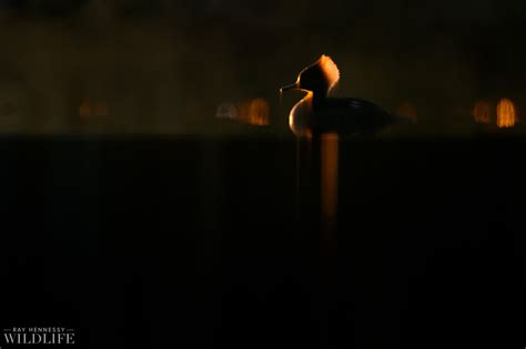 Hooded Merganser from Partially Under Water — Ray Hennessy Wildlife