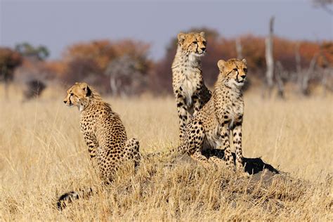 Scientists Urge Endangered Listing For Cheeta EurekAlert