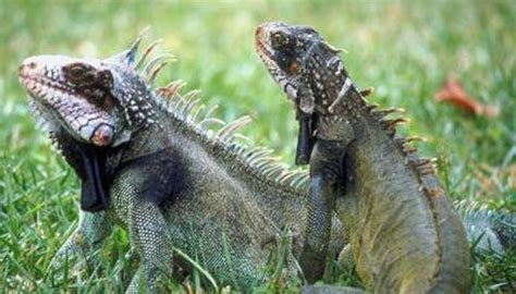 How to Raise Pet Iguanas | Animals - mom.me