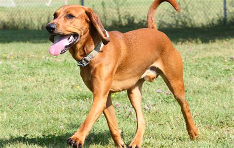 Redbone Coonhound Breed Profile Things To Know Before Adopting A Redbone Coonhound