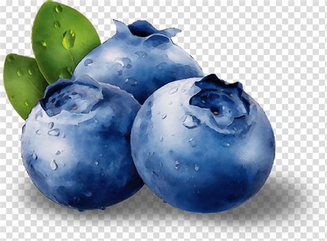 Blueberry Bilberry Berry European Plum Fruit Watercolor Paint Wet