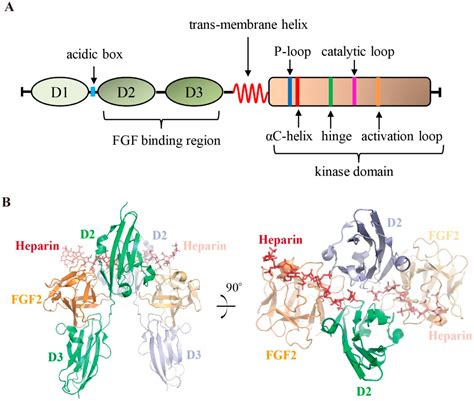 Cells Free Full Text Fibroblast Growth Factor Receptors Fgfrs