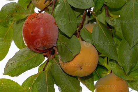 kaki fruit hanging from tree 18807691 Stock Photo at Vecteezy