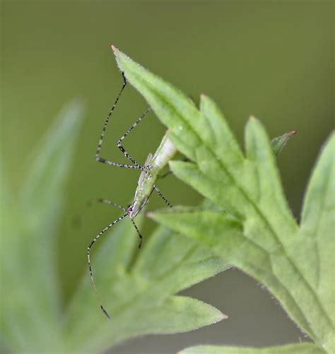 Thread Legged Bug Bugguide Net