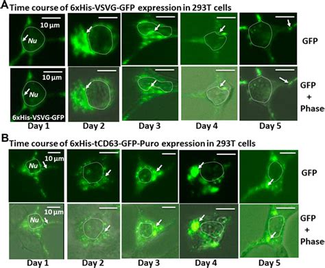 Frontiers Orchestrating Extracellular Vesicle With Dual Reporters For