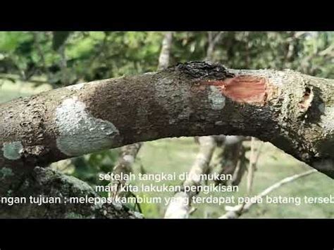 Perbanyakan Tanaman Rambutan Nephelium Lappaceum L Secara Vegetatif