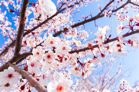 Ver Los Almendros Y Cerezos En Flor Los Mejores Lugares