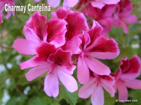 PERFECT PELARGONIUMS: Charmay Cantelina - Angel Pelargonium