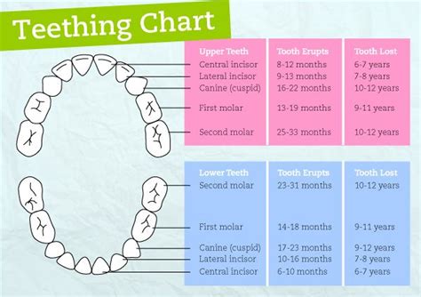 When Will My Baby Start Teething Bub Hub Teething Chart Baby