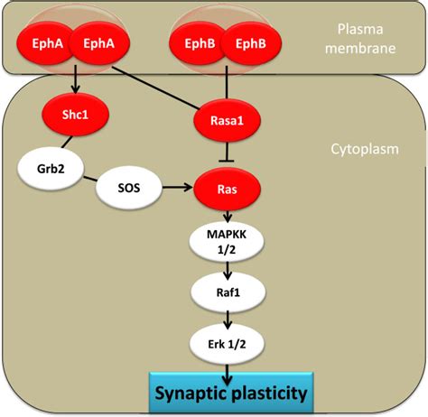 Ephrin Receptor Signaling Was The Second Canonical IPA Pathway