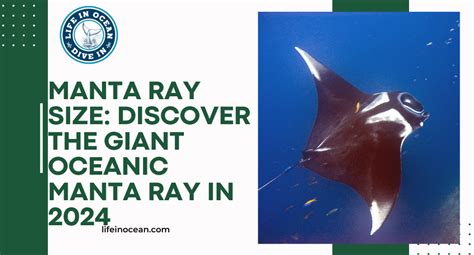 Manta Ray Size: Discover the Giant Oceanic Manta Ray in 2024 - Life in ...