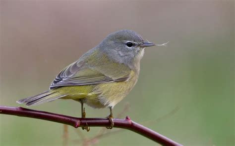 Orange-crowned warbler - song / call / voice / sound.