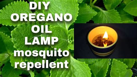 How To Make Dyi Oregano Oil Lamp Mosquito Repellent Milas Vlog Youtube