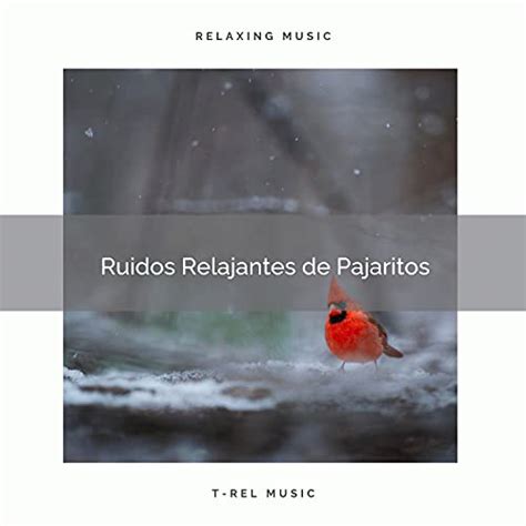 Amazon Music Sonidos De Aves Pajaros del Bosqueの1 Ruidos Relajantes