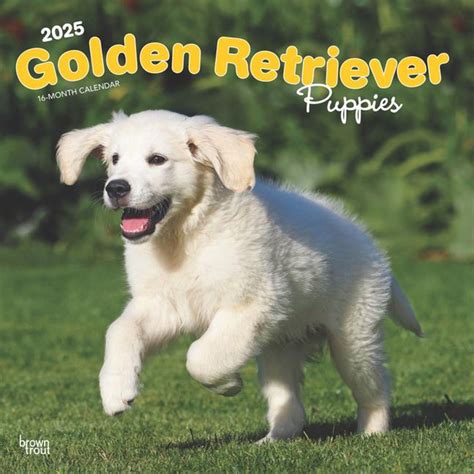 Golden Retriever Puppies 2025 12 X 24 Inch Monthly Square Wall Calendar